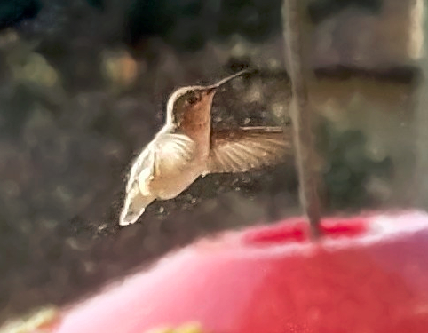 Peggy's hummingbird photo